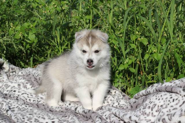 Сибирский хаски - описание породы собаки, характер, плюсы и минусы, стандарты, фото
