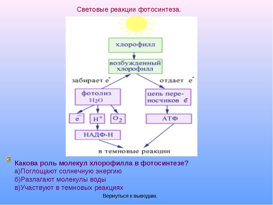 Таблица реакции фотосинтеза. Фотосинтез схема. Общая схема фотосинтеза. Световые реакции фотосинтеза. Этапы фотосинтеза схема.