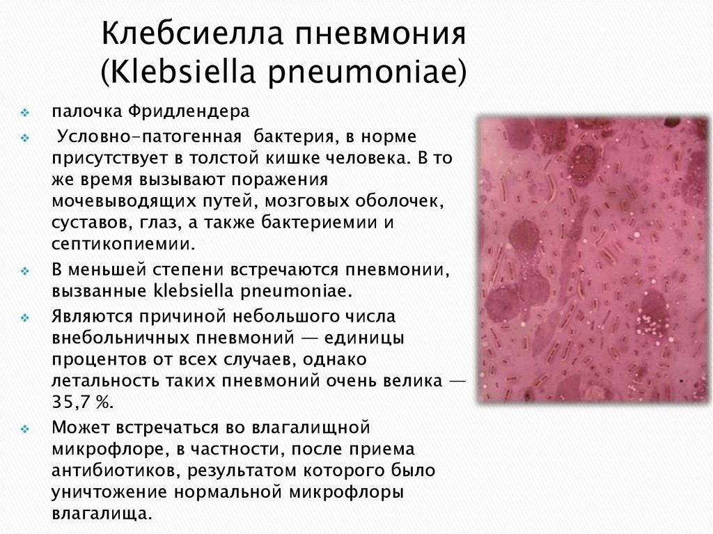 Klebsiella pneumoniae (палочка фридлендера) – что это такое? клебсиелла пневмония в моче, кале, мазке, крови – норма