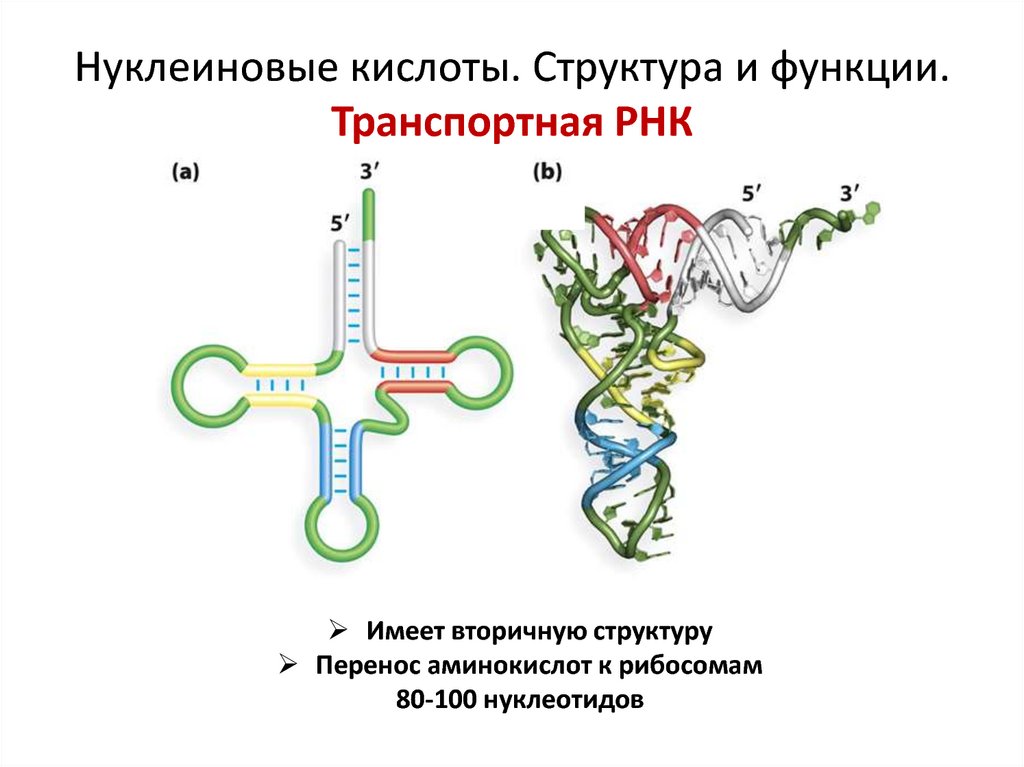 Нуклеиновые кислоты рнк функции. Строение и функции нуклеиновых кислот ДНК И РНК. Структура нуклеиновых кислот ТРНК. Функции ТРНК биохимия. Структура и функции РНК.
