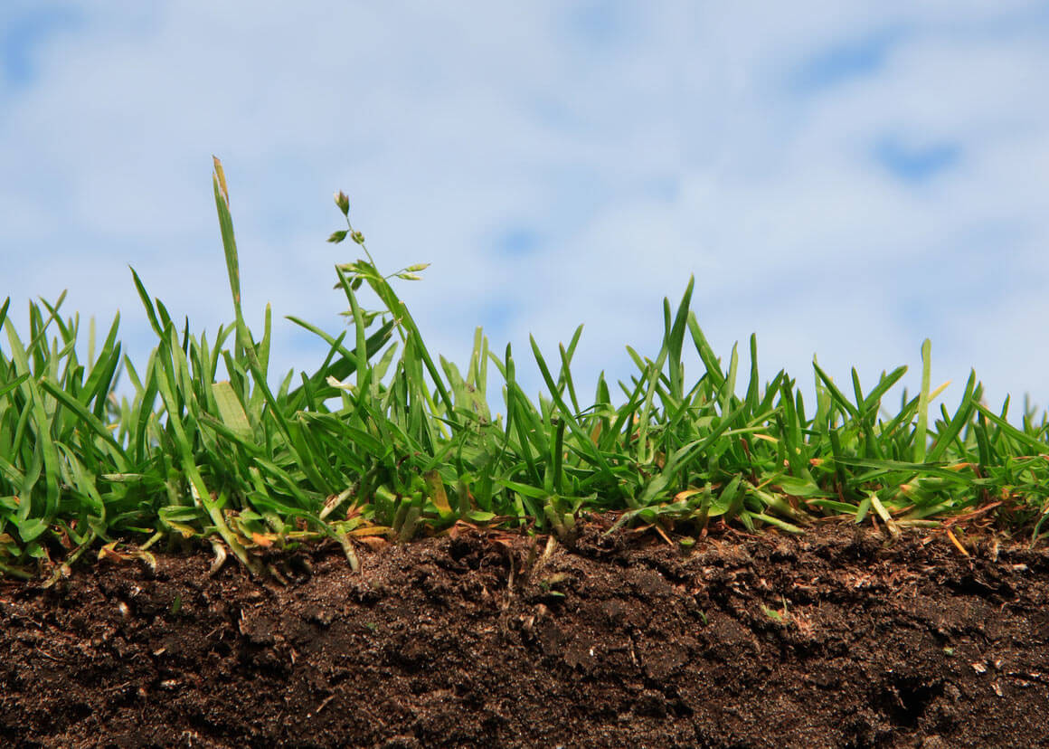 Что такое плодородие почвы | дачная жизнь