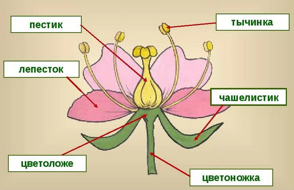 Тычинка и пестик. строение цветка: схема