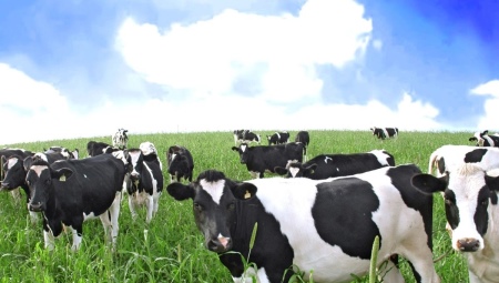 Фуражная корова: что это такое, особенности питания крс