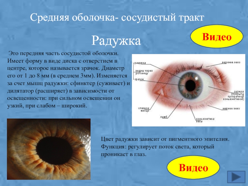 Радужка глаза: строение, функции, лечение