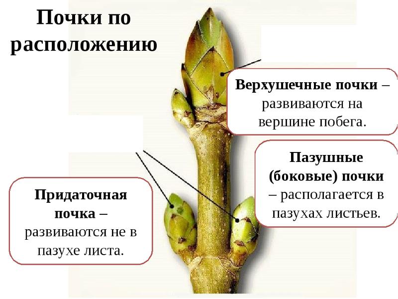 Что такое почка у растений? определение, виды, функции :: syl.ru