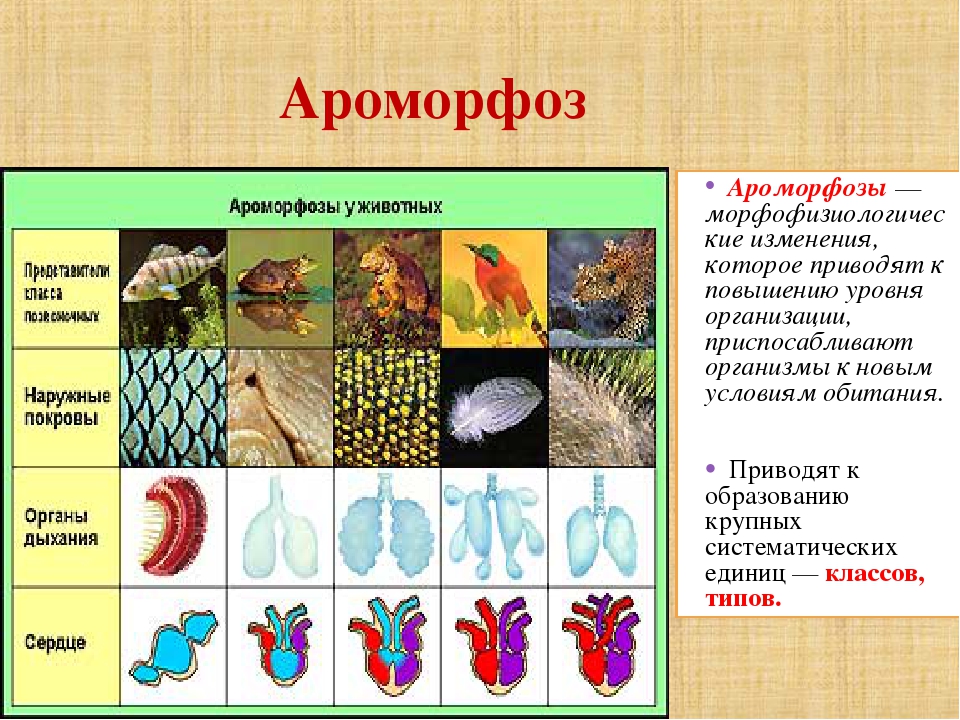 Примеры ароморфоза – важные ступени эволюции :: syl.ru