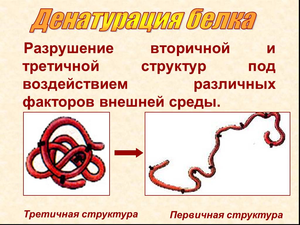 Как называется процесс разрушения белков. Белки структура белков денатурация. Структуры белка при денатурации. Структура белка после денатурации. Разрушение третичной структуры белка факторы.