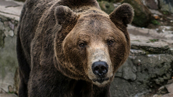 Медведь – описание, ареал, питание, враги, размножение, виды, фото и видео