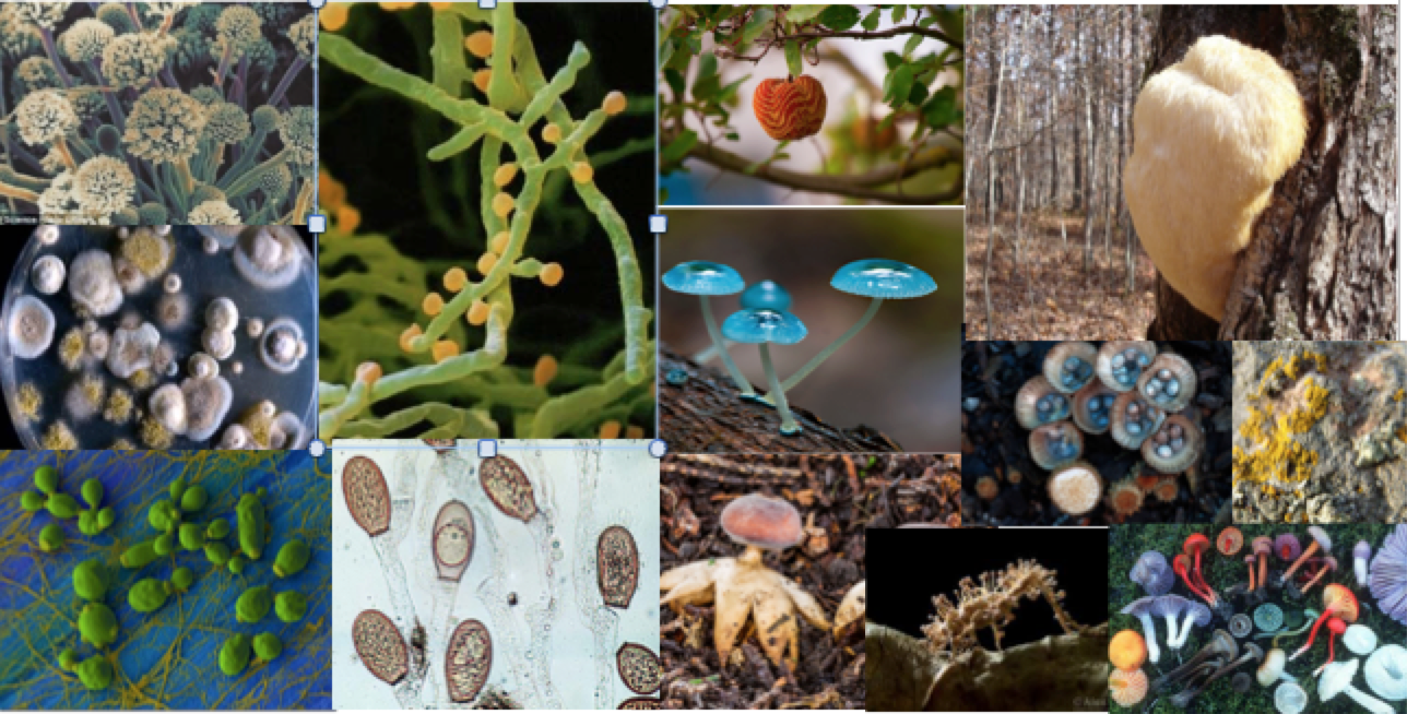 Что такое микология? микология - наука о грибах