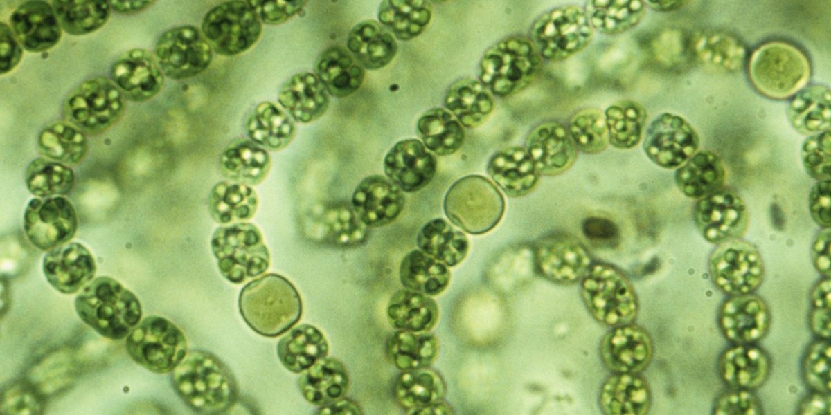 Цианобактерии — википедия