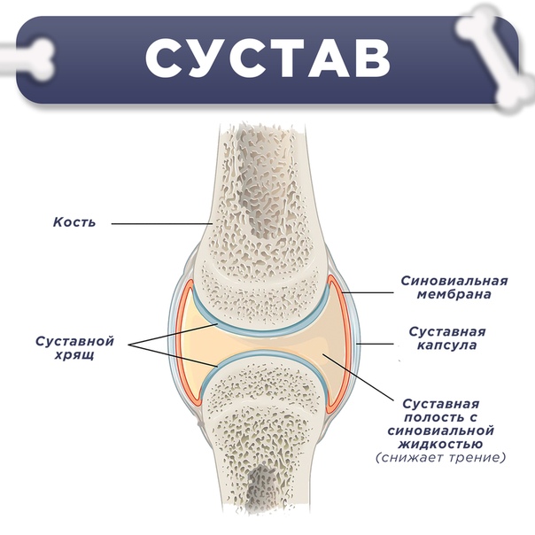 Синовиальная жидкость