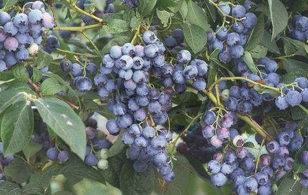 Гонобобель - ягода русского севера. популярные сорта высокорослой и низкорослой голубики