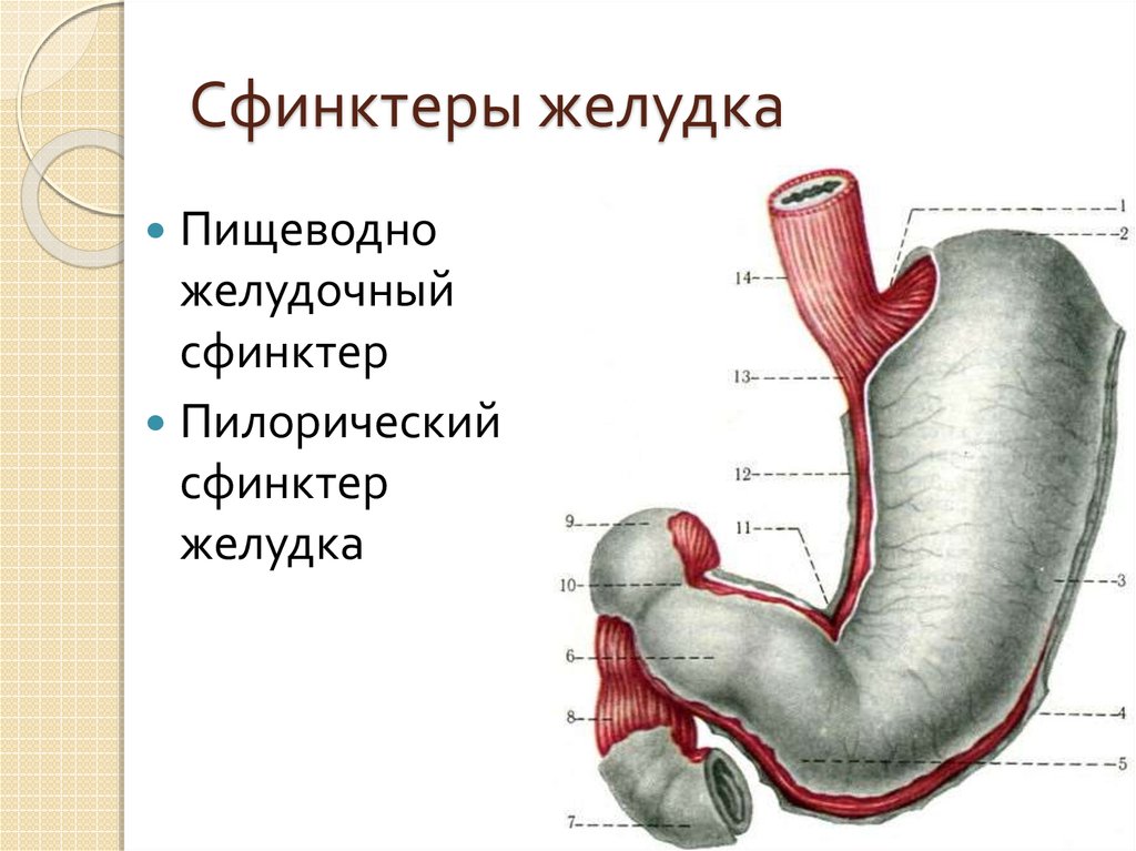 Нижний пищеводный сфинктер — википедия. что такое нижний пищеводный сфинктер