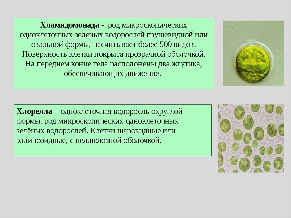 Форма одноклеточных водорослей. Зеленые водоросли ЕГЭ хлорелла. Строение хламидомонады и хлореллы. Хламидомонада и хлорелла. Зеленые водоросли хламидомонада хлорелла.