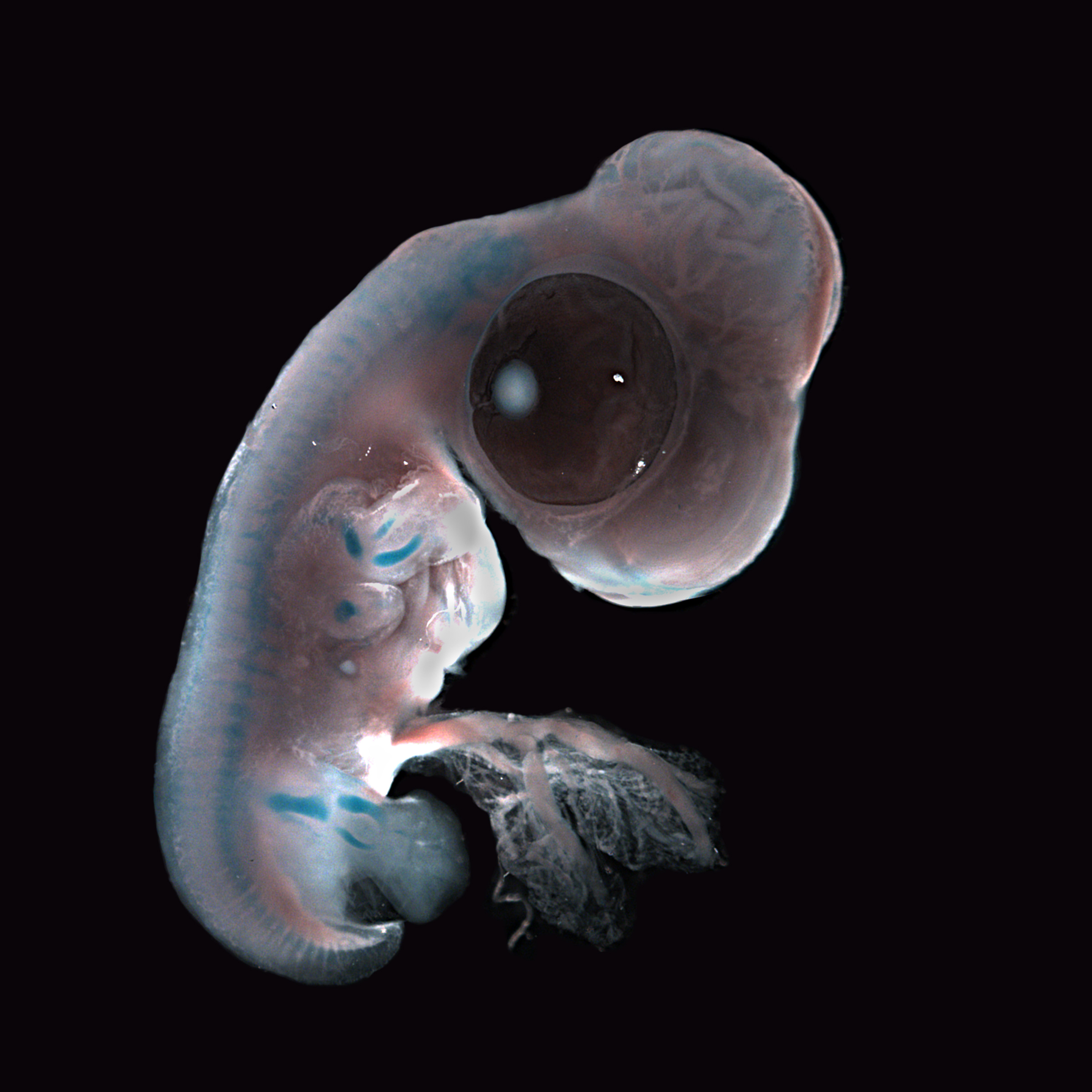 Дробление (эмбриология)