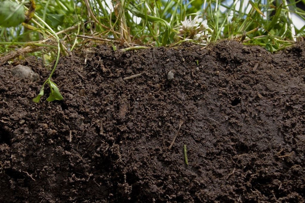 Чернозем (черноземные почвы) - отличие, плодородность