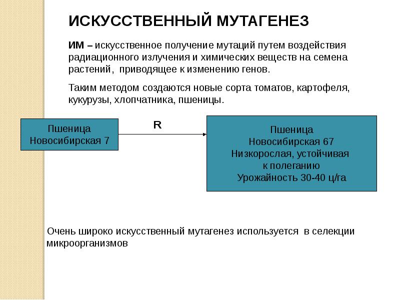 Искусственный мутагенез презентация