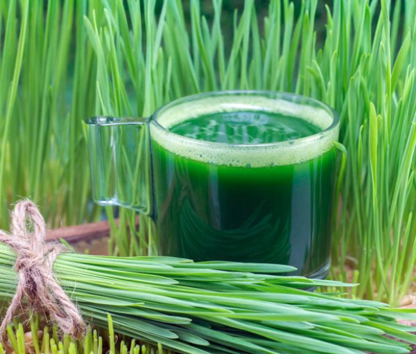 Витграсс (wheat grass): польза и вред, соки, как вырастить? настолько ли полезен витграсс как о нем говорят - новая медицина