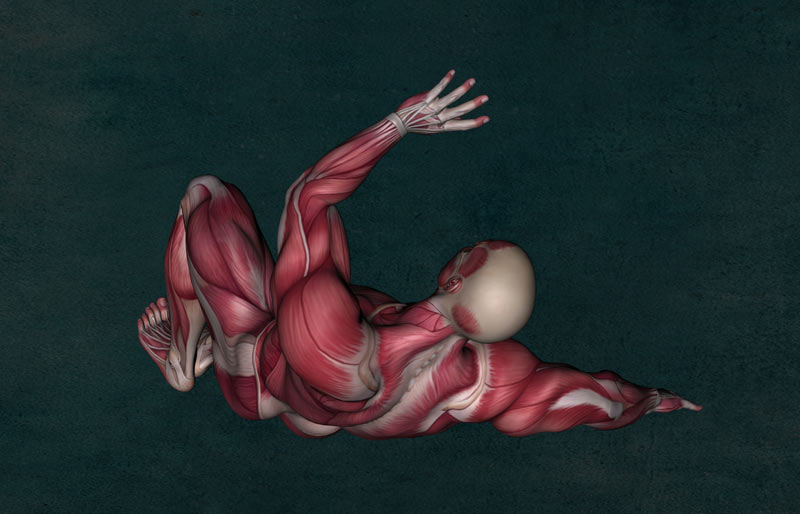 Анатомия мышц человека. строение и функции мышц человека