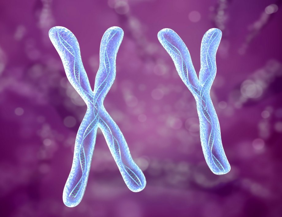 Хромосома — википедия с видео // wiki 2