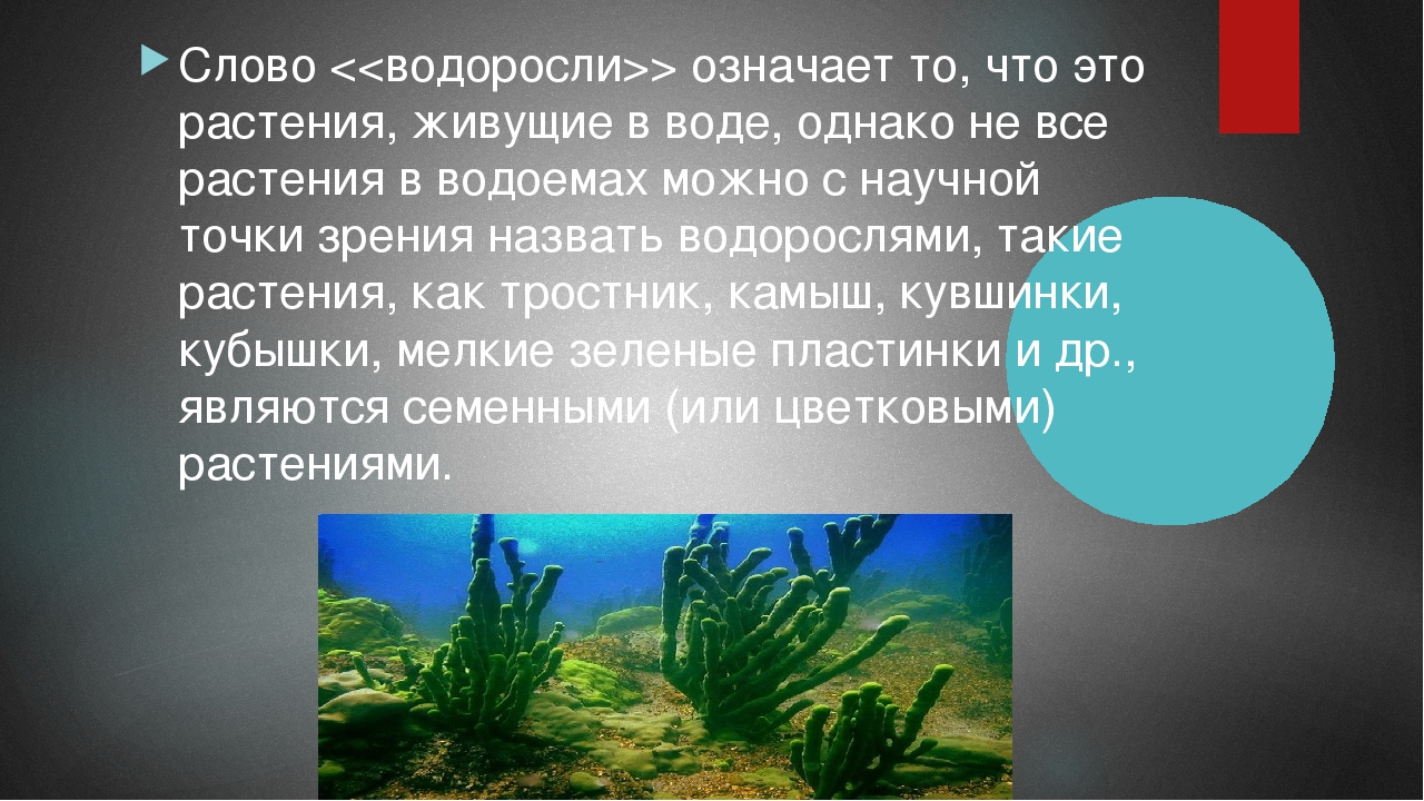 Организмы относятся к водорослям