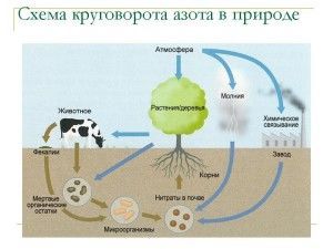 Что такое круговорот веществ? круговорот веществ в экосистеме. схема круговорота веществ в природе