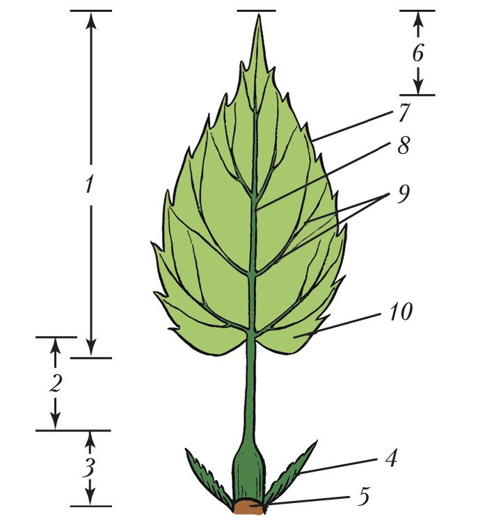 Части листа растения схема
