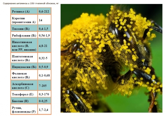 Цветочная пыльца: полезные свойства и противопоказания, как принимать