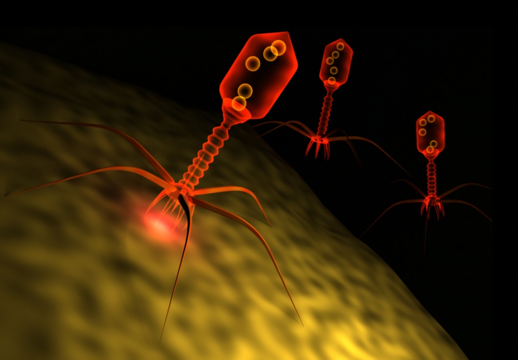 Бактериофаги: медицина будущего