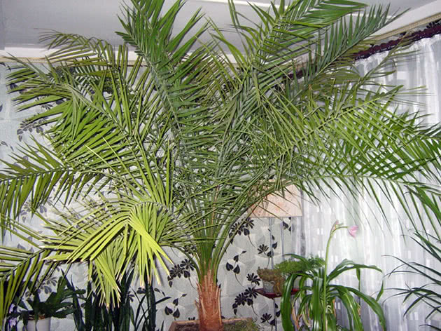 Пальма домашняя: виды, как ухаживать за пальмой в домашних условиях