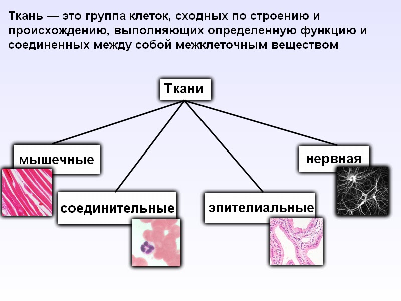 Что такое эпителий в мазке у женщин? | 1analiz.ru