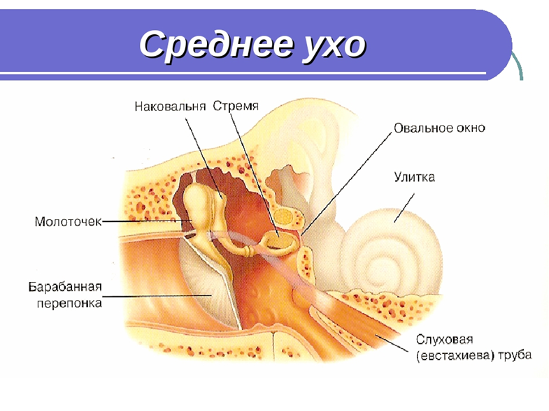 Уха — википедия. что такое уха