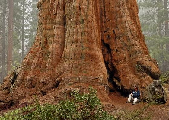 Генералы среди деревьев: 10 удивительных фактов о гигантских секвойях