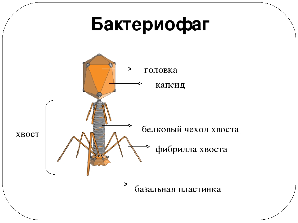 Бактериофаги — википедия. что такое бактериофаги