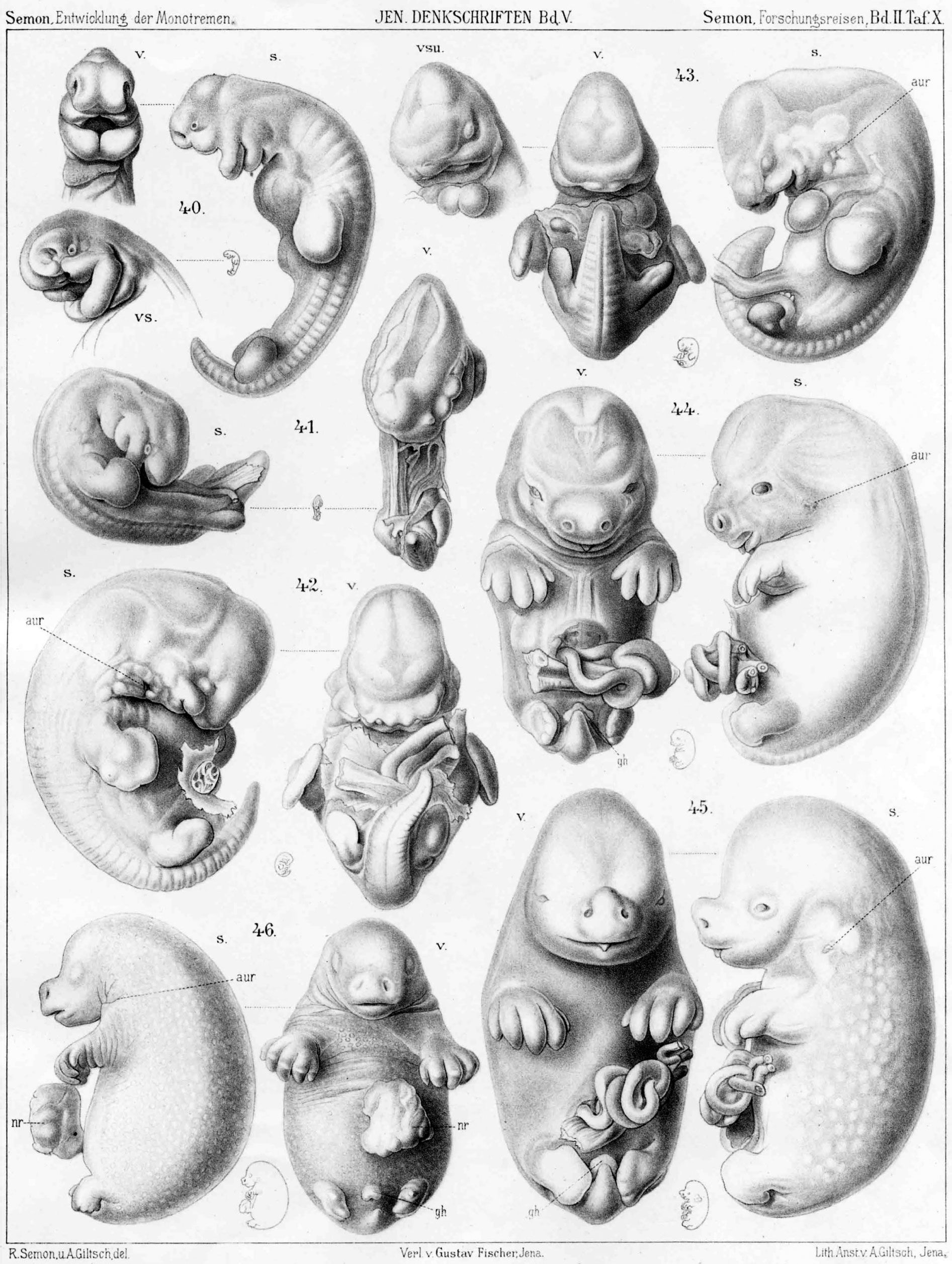 Дробление (эмбриология) — википедия. что такое дробление (эмбриология)