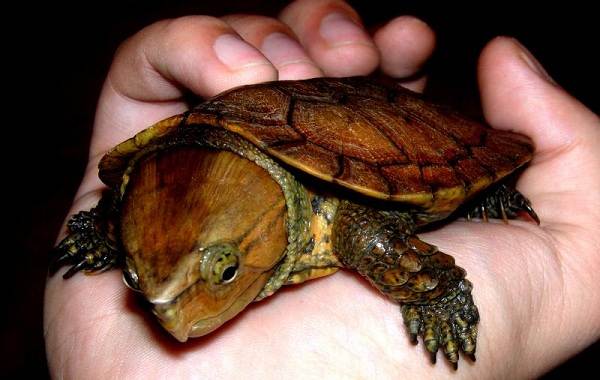 Гигантская мягкотелая черепаха - сколько их осталось. самые опасные на планете черепахи и ящерицы