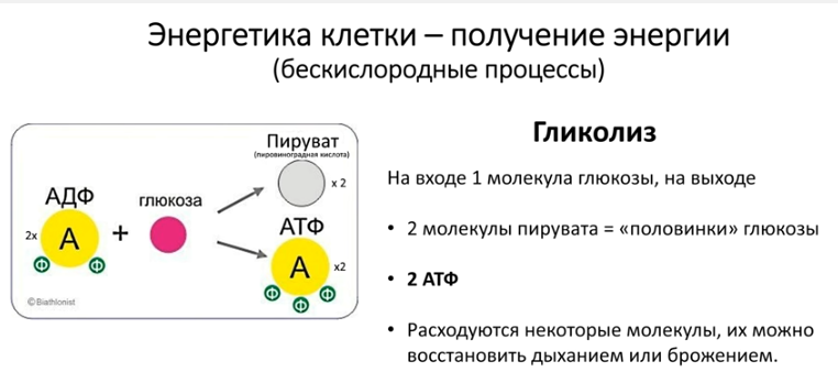 Энергетический обмен: его этапы, последовательность, значение для клетки