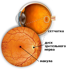 Сетчатка глаза - главные функции, строение, болезни сетчатки глаза.