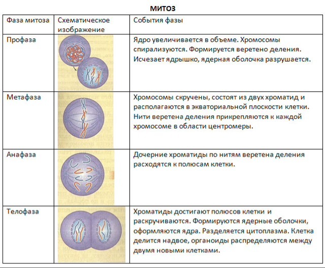 Что такое митоз? биологическое значение процесса :: syl.ru