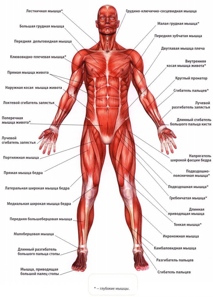 Мышцы — википедия. что такое мышцы