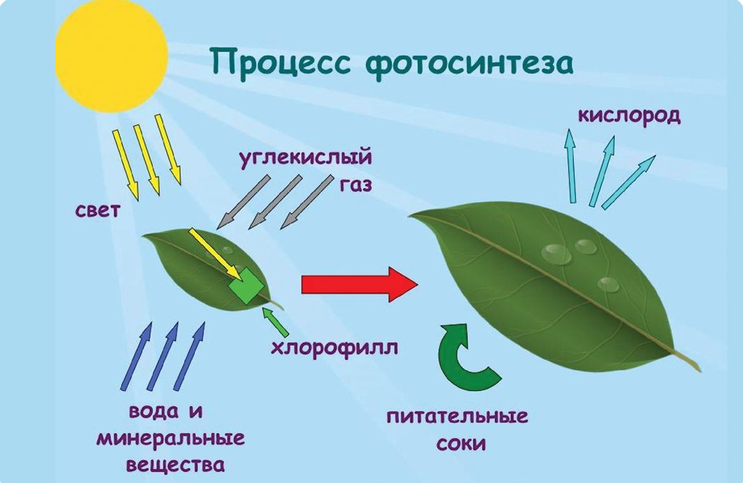 Хлоропласты: роль в процессе фотосинтеза и структура