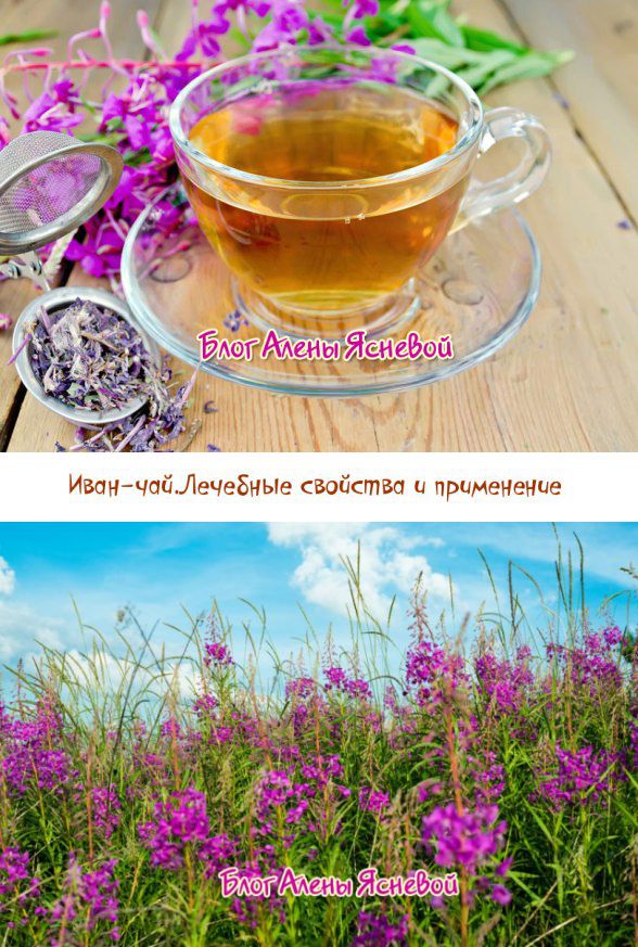 Иван-чай: полезные свойства для мужчин, польза для потенции