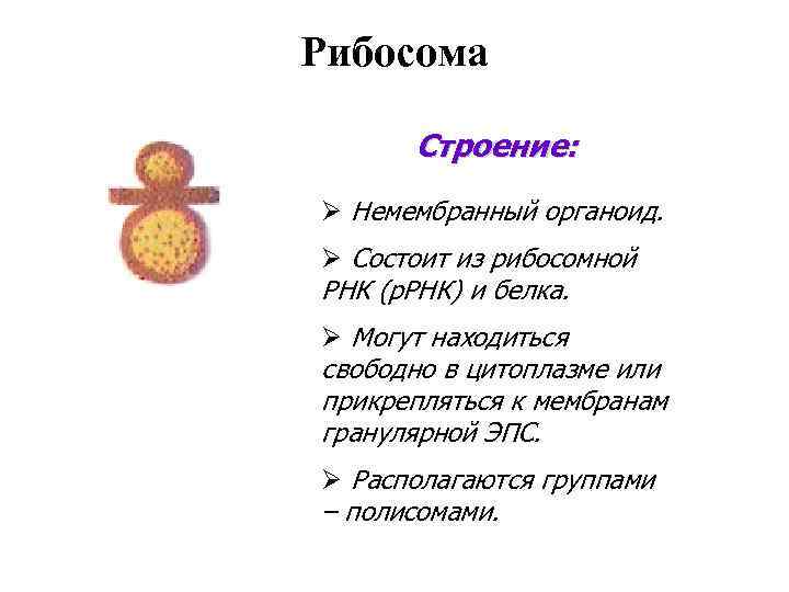 Рибосомы строение и функции, какую функцию выполняют, где образуются рибосомы, что входит в химический состав, роль рибосом в синтезе белка