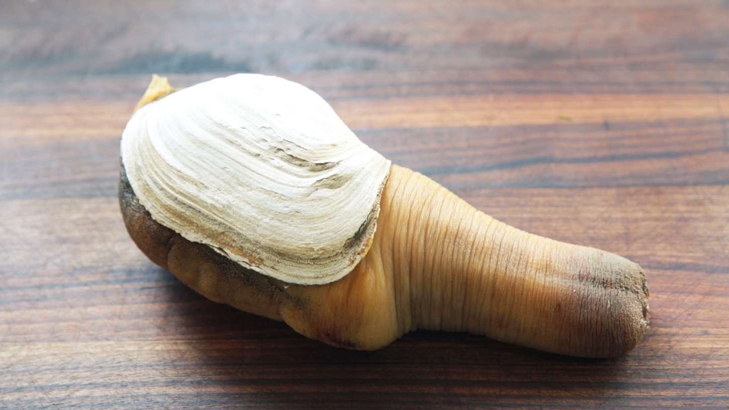 Гуидак: крайне непристойный моллюск — 4 лапки
