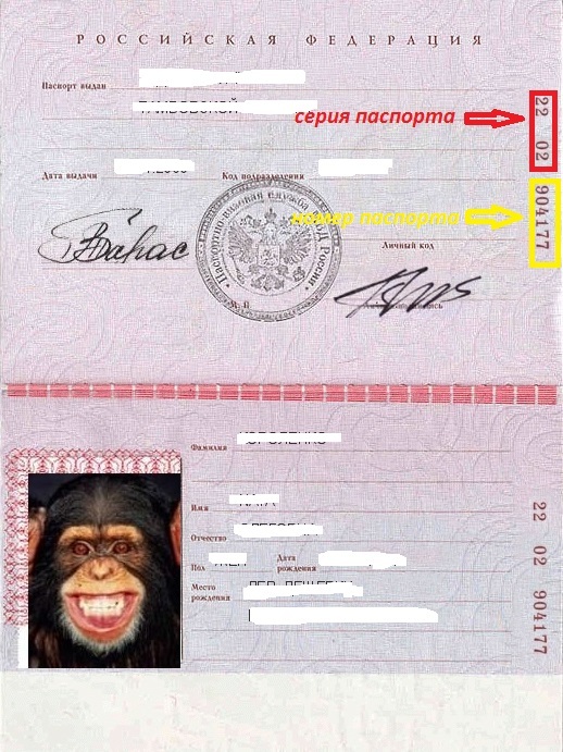 Где находится серия и номер паспорта россии