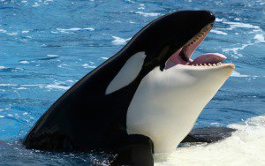 Усатые киты: классификация, описание, питание, поведение и угрозы