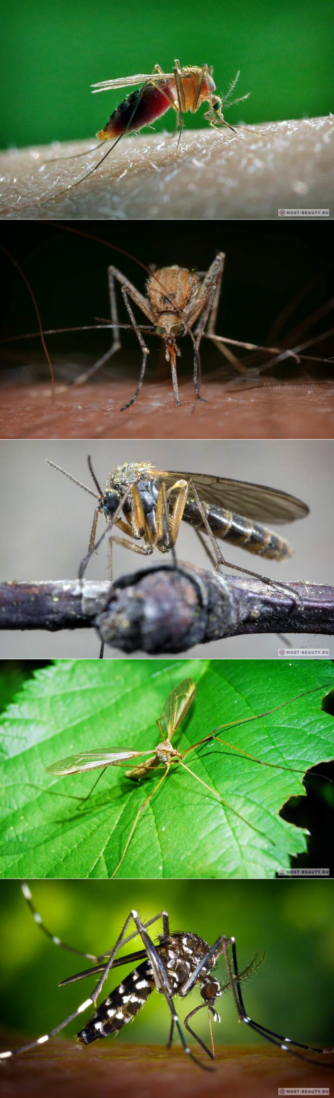 Кровососущие комары — википедия переиздание // wiki 2