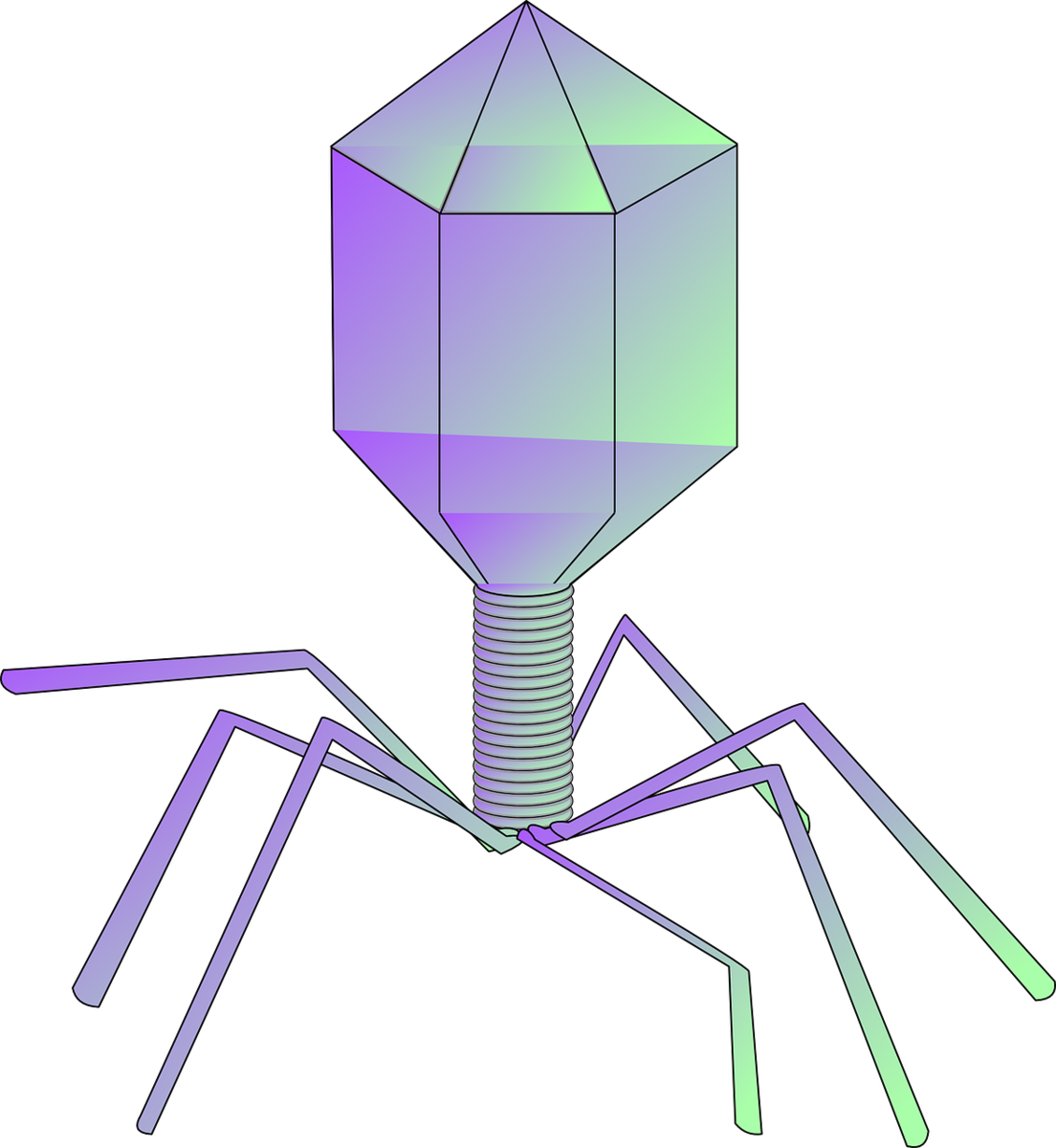 Что такое бактериофаги?