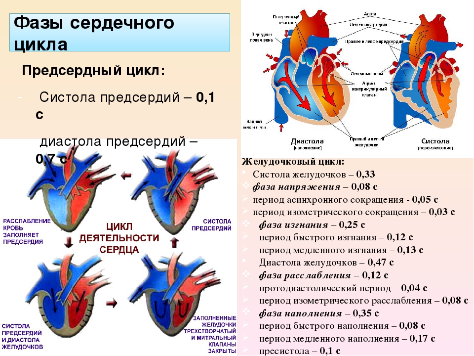 Пассивное наполнение сердца кровью фаза сердечного цикла. Диастола предсердий и желудочков. Систолы желудочков сердечного цикла. Систола предсердий систола желудочков и диастола. Фаза сердечного цикла систола предсердий.