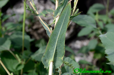 Салат латук - как выглядят его листья на фото, их полезные свойства